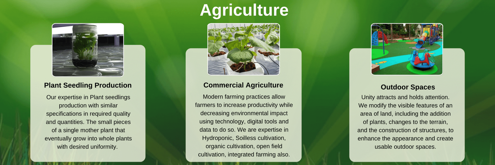 Our expertise in Plant seedlings production with similar specifications in required quality and quantities. The small pieces of a single mother plant that eventually grow into whole plants with de