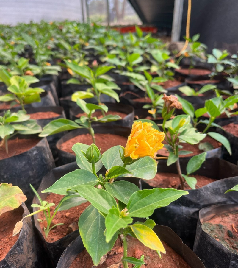 Omkara%20Biotech