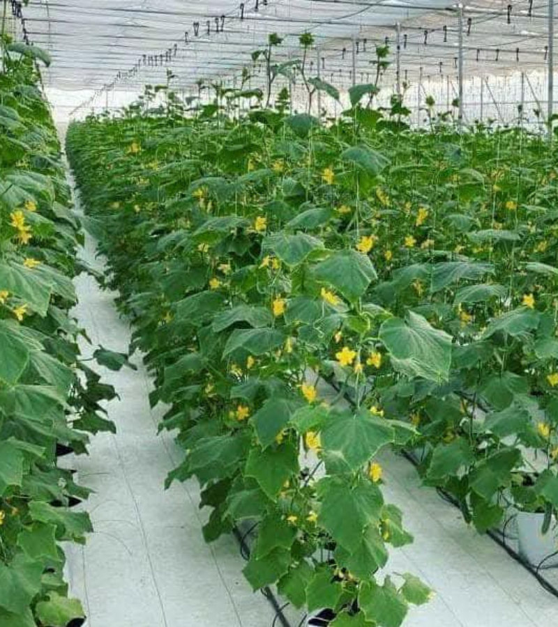 Omkara%20Biotech