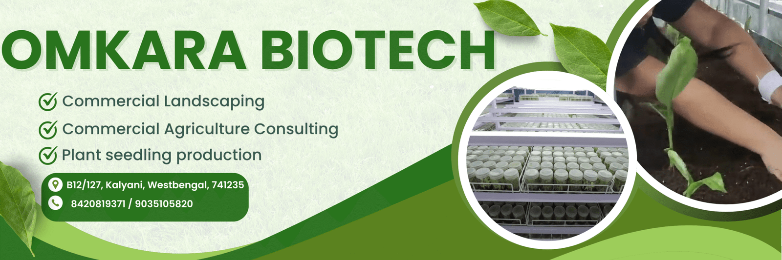 Our expertise in Plant seedlings production with similar specifications in required quality and quantities. The small pieces of a single mother plant that eventually grow into whole plants with de (1)